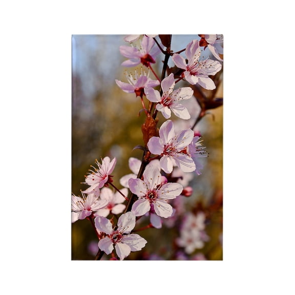 CafePress - Almond Blossoms In Spring - Rectangle Magnet, 2"x3" Refrigerator Magnet