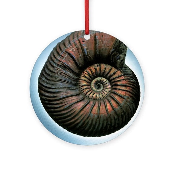 CafePress - Ammonite Fossil - Round Wood Ornament 4"