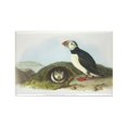 thumbnail image 1 of CafePress - Atlantic Puffin - Rectangle Magnet, 2"x3" Refrigerator Magnet, 1 of 2