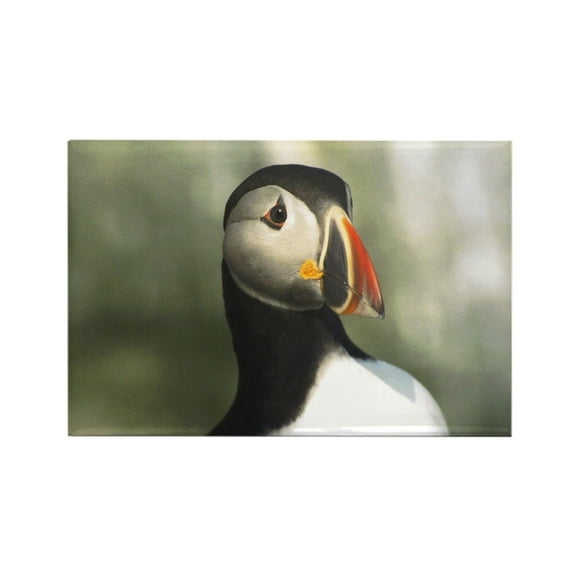 CafePress - Atlantic Sea Puffin Machias Seal Island Maine Magn - Rectangle Magnet, 2"x3" Refrigerator Magnet