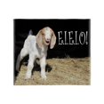 thumbnail image 1 of CafePress - Baby Goat E.I.E.I.O! Throw Blanket - Soft Fleece Throw Blanket, 50"x60" for All Ages, 1 of 2