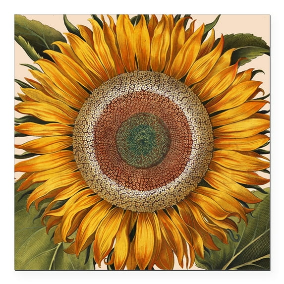 CafePress - Basilius Besler Sunflower Square Car Magnet 3 X 3 - Square Car Magnet 3" x 3"