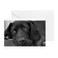 thumbnail image 1 of CafePress - Beautiful Black Labrador - Greeting Card (20-pack), Note Card with Blank Inside, Birthday Card Glossy, 1 of 4