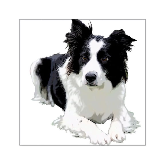 CafePress - Black And White Border Collie Sticker - Square Sticker 3" x 3"