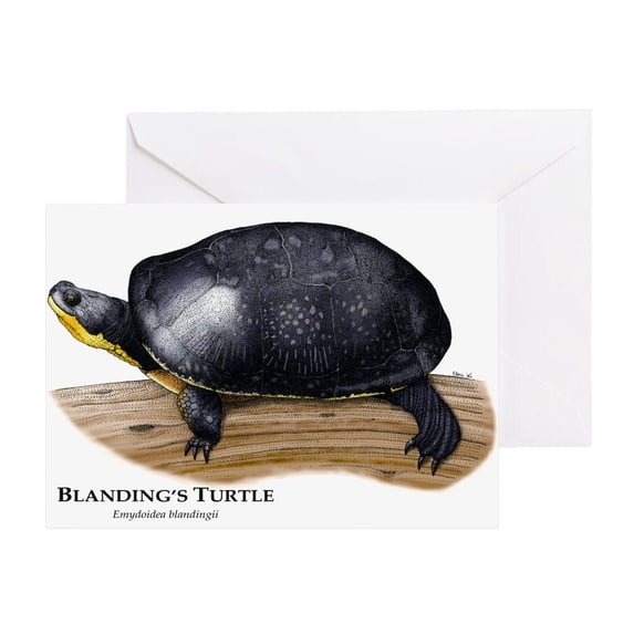 CafePress - Blanding's Turtle - Greeting Card, Blank Inside Matte