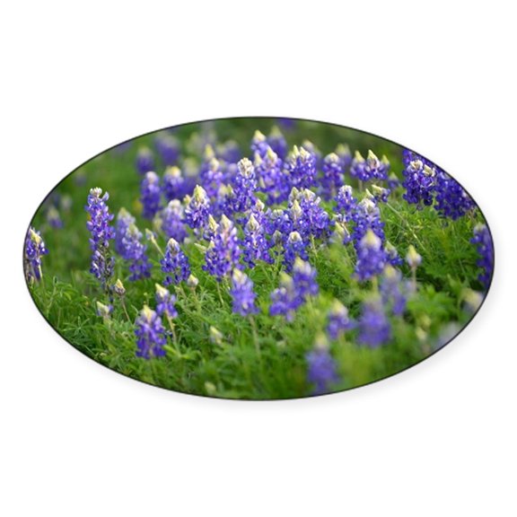 CafePress - Bluebonnets Everywhere - Sticker (Oval)