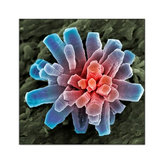 CafePress - Calcium Phosphate Crystal, Square Sticker 3 X 3 - Square Sticker 3" x 3"