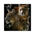 thumbnail image 1 of CafePress - Cougar Square Sticker 3 X 3 - Square Sticker 3" x 3", 1 of 1