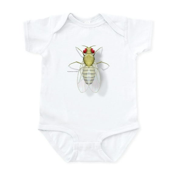CafePress - Drosophila Infant Bodysuit - Baby Light Bodysuit, Size Newborn - 24 Months