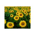 thumbnail image 1 of CafePress - Field Of Sunflowers Throw Blanket - Soft Fleece Throw Blanket, 50"x60" for All Ages, 1 of 2