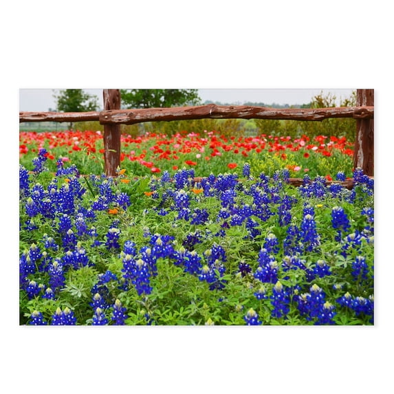 CafePress - Fredericksburg 8 - Postcards (Package of 8)