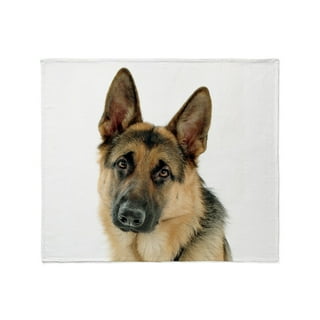 Blanketed 2025 german shepherd