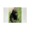 thumbnail image 1 of CafePress - Gorilla Baby002 Magnets - Rectangle Magnet, 2"x3" Refrigerator Magnet, 1 of 3