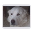 thumbnail image 1 of CafePress - Great Pyrenees Mousepad - Non-slip Rubber Mousepad, Gaming Mouse Pad, 1 of 6