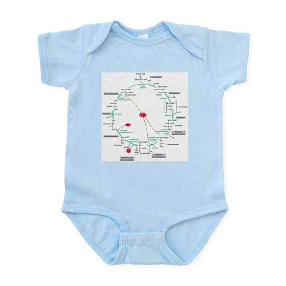 CafePress - Kreb's Cycle Infant Bodysuit - Baby Light Bodysuit, Size Newborn - 24 Months