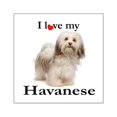 thumbnail image 1 of CafePress - Love My Havanese Sticker - Square Sticker 3" x 3", 1 of 1
