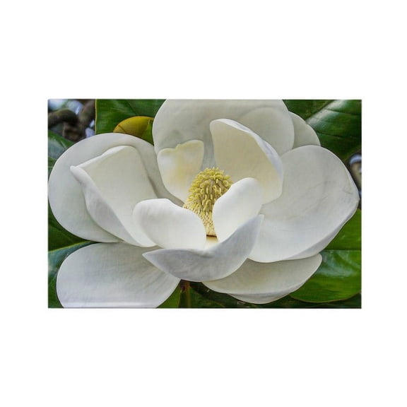 CafePress - Magnolia - Rectangle Magnet, 2"x3" Refrigerator Magnet