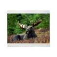 thumbnail image 1 of CafePress - Majestic Moose Throw Blanket - Soft Fleece Throw Blanket, 50"x60" for All Ages, 1 of 2