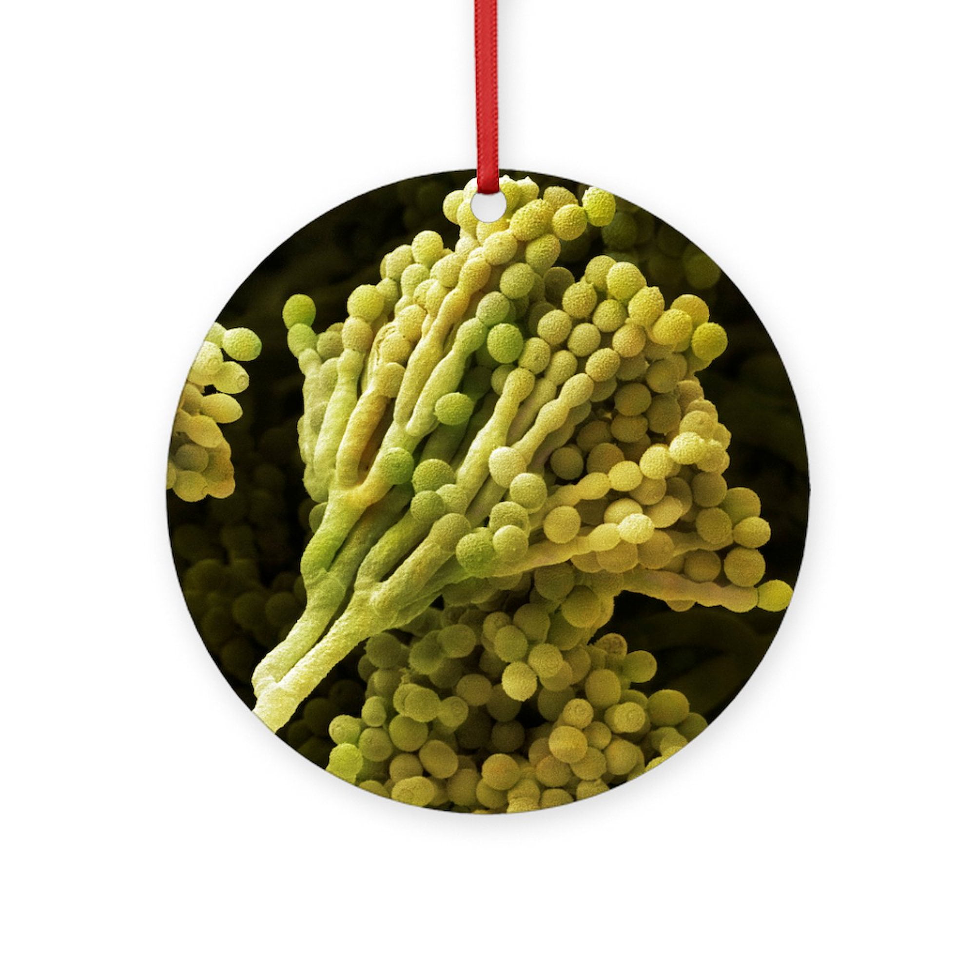 CafePress - Mould Fungus, SEM - Round Wood Ornament 4