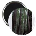 thumbnail image 1 of CafePress - Muir Woods, California Magnet - 2.25" Round Magnet, Refrigerator Magnet, Button Magnet Style, 1 of 3