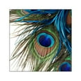 thumbnail image 1 of CafePress - Peacock Feathers Square Sticker 3 X 3 - Square Sticker 3" x 3", 1 of 1