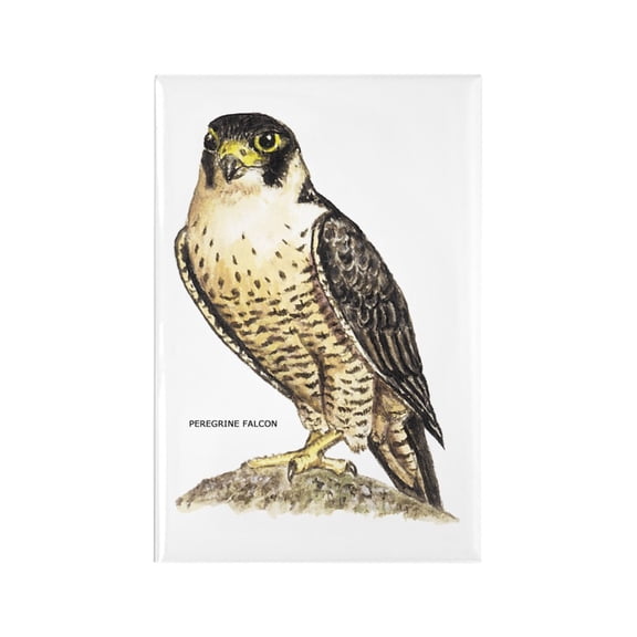 CafePress - Peregrine Falcon Bird - Rectangle Magnet, 2"x3" Refrigerator Magnet