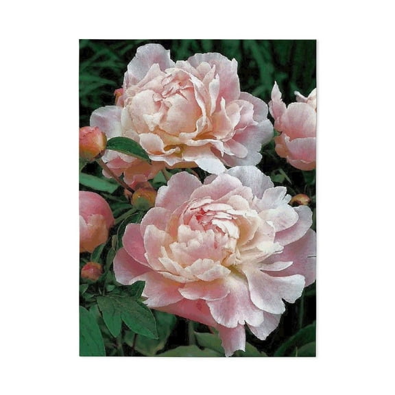 CafePress - Pink Peonies Fine Floral Nature - Large Plush Fleece Throw Blanket, 80" L x 60" W