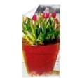 thumbnail image 1 of CafePress - Pot Of Tulips - Large Beach Towel, Soft 30"x60" Towel with Unique Design, 1 of 3