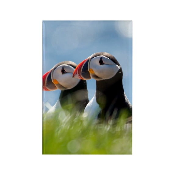CafePress - Puffin Pair 7.355X9.45 - Rectangle Magnet, 2"x3" Refrigerator Magnet