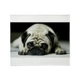 thumbnail image 1 of CafePress - Pug Throw Blanket - Soft Fleece Throw Blanket, 50"x60" for All Ages, 1 of 2