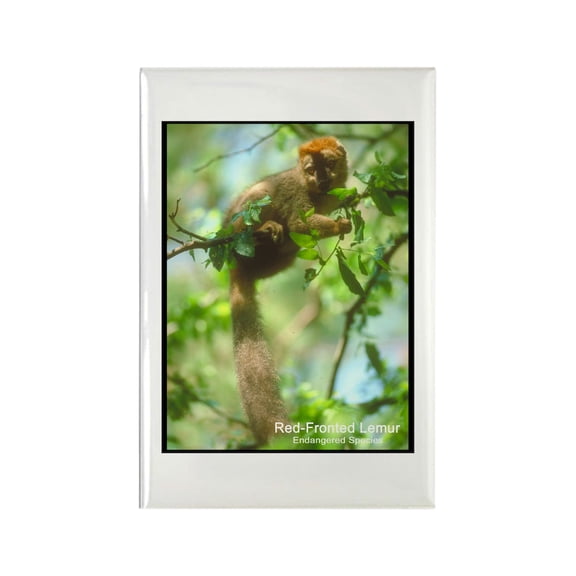 CafePress - Red Fronted Lemur Photo - Rectangle Magnet, 2"x3" Refrigerator Magnet