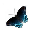 thumbnail image 1 of CafePress - Red Spotted Purple Butterfly Sticker - Square Sticker 3" x 3", 1 of 1