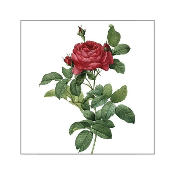 CafePress - Rosa Gallica Pontiana Sticker - Square Sticker 3" x 3"