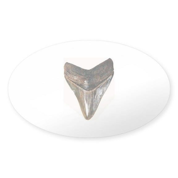 CafePress - Shark Tooth 2 Sticker - Sticker (Oval)