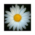 thumbnail image 1 of CafePress - Standout Daisy Square Sticker 3 X 3 - Square Sticker 3" x 3", 1 of 1