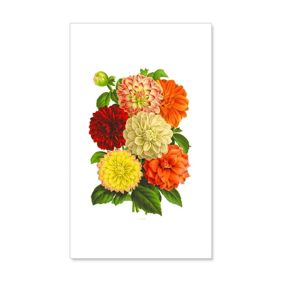 CafePress - Summer Dahlias - 20x12 Wall Decal