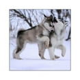 thumbnail image 1 of CafePress - Wolves Playing Square Sticker 3 X 3 - Square Sticker 3" x 3", 1 of 1