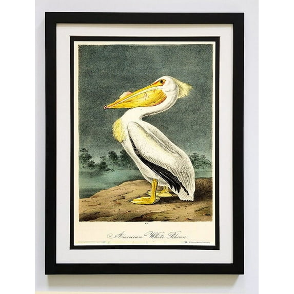 Audubon Print White Pelican