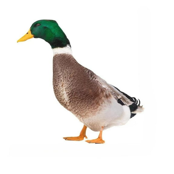 Cagogo Spring Garden Decoration, 3D Simulation Duck Yard Ground Plug-in for Outdoor Lawn and Patio, Realistic Colorful Animal Decor with Durable Acrylic Material