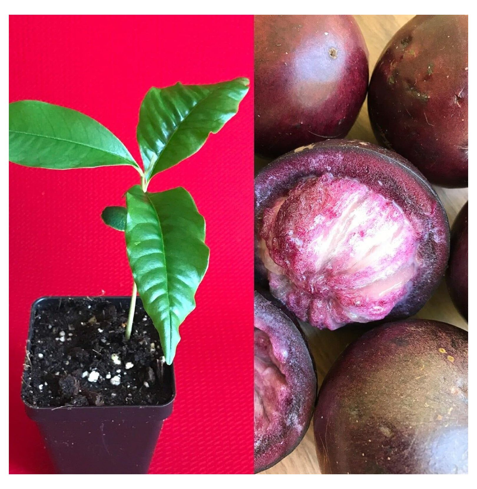 Caimito Purple Star Chrysophyllum Cainito Seedling Plant Potted Fruit Caimito Purple Star Chrysophyllum Cainito Seedling Plant Potted Fruit