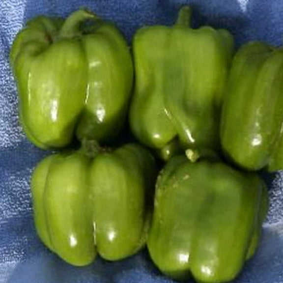 Cal Wonder Sweet Pepper Garden Seeds - 0.25 Oz - Non-GMO, Organic, Heirloom Vegetable Gardening Seed