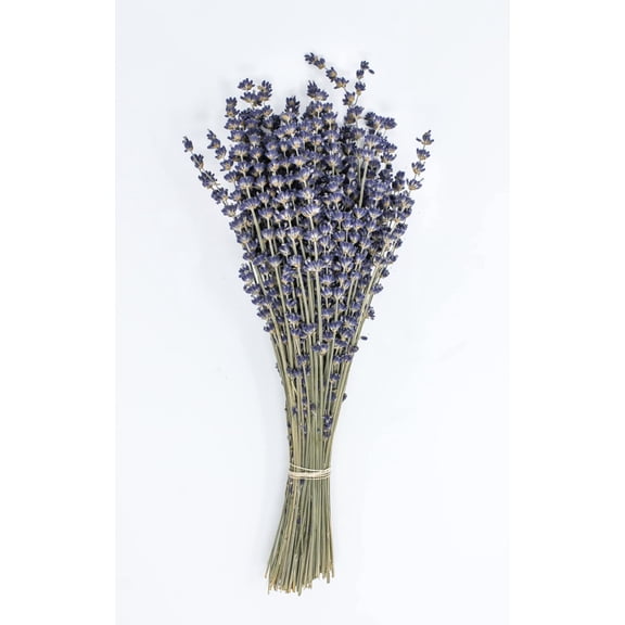 CalCastle Craft 1/2 LB Natural Dried Lavender Extra Tall Bundle Original Natural Fragrance Preserved
