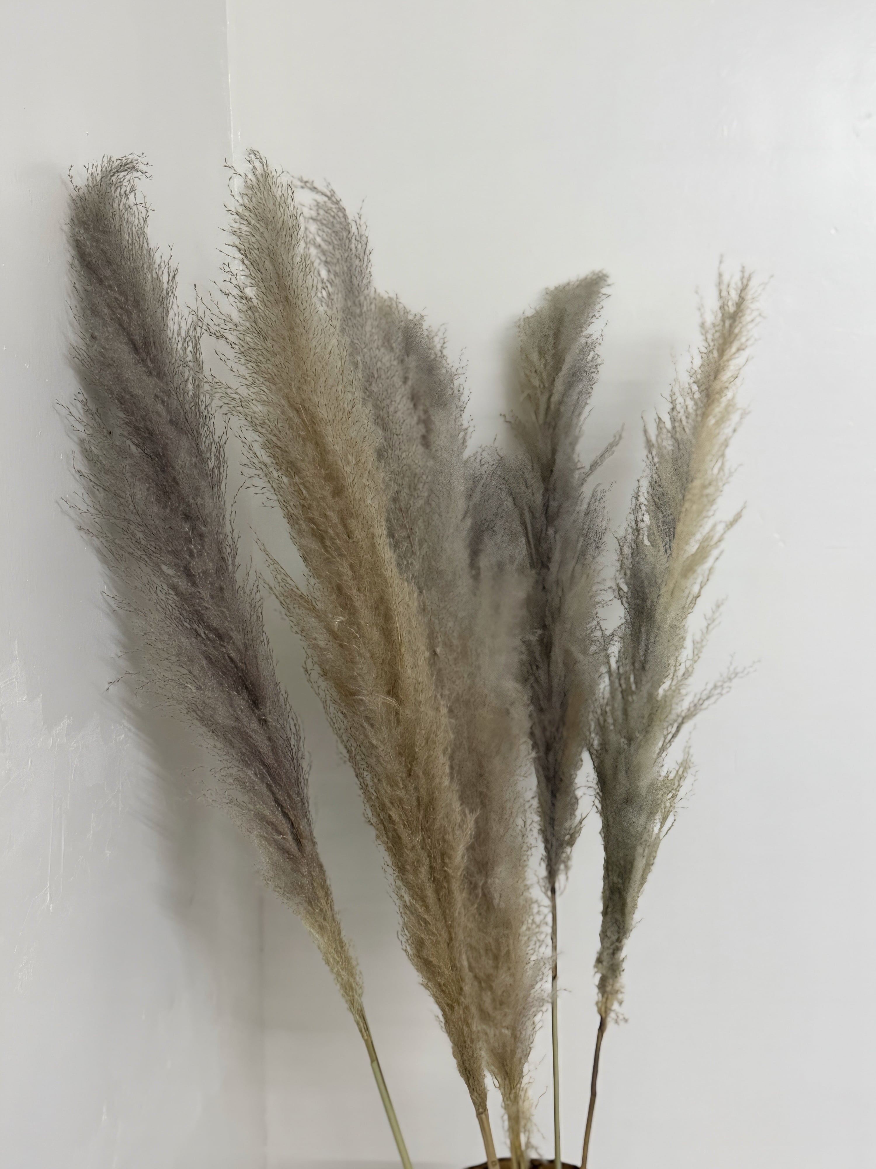 CalCastle Craft 48" Jumbo Pure-White Pampas Reeds 3 Pieces Fluffy Natural Dry Preserved Pampas Reed Stems