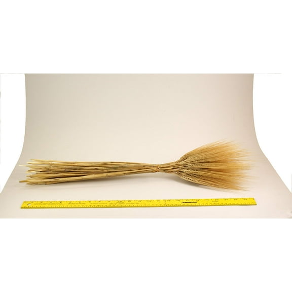 CalCastle Craft 24" 2.5/4/8 oz ~80 pcs Real Naturally Dried Wheat Stalks with Bristles Bundle for Decor (8 oz)