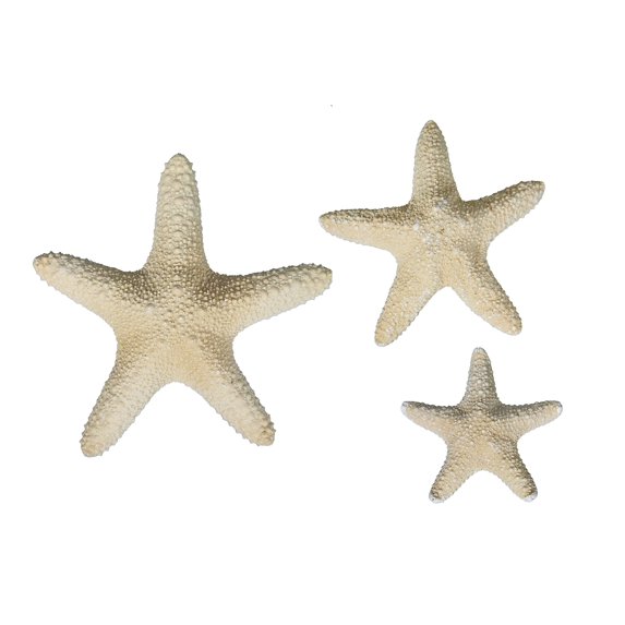 CalCastle Craft 3 PC Natural Real Dried Jungle Starfish (6" - 8")