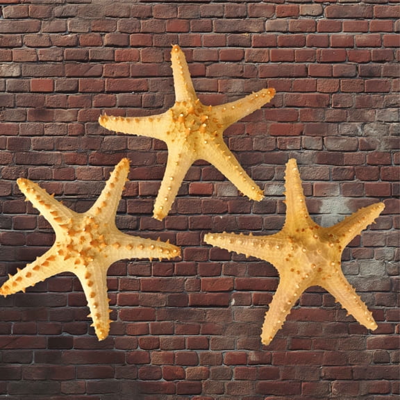 CalCastle Craft 3 PC Natural Real Dried Long Spine Starfish (10"+)