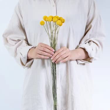 CalCastle Craft 30 Stems Natural Yellow Billy Balls aka Craspedia for Bouquets, Vases, and Other Floral Arrangements Wedding and Home Party Ceremony