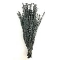 thumbnail image 1 of CalCastle Craft California Grown Natural Dried Preserved Eucalyptus Branches Bundles of Stems and Leaf Large 30" Tall Bulk 1 LB / 16 OZ (Frosted Blue - 16 oz), 1 of 5