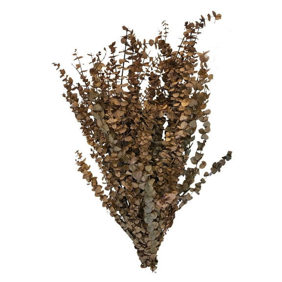 CalCastle Craft California Grown Natural Dried Preserved Eucalyptus Branches Bundles of Stems and Leaf Large 30" Tall Bulk 1 LB / 8 OZ (Washed Camel - 16 oz)