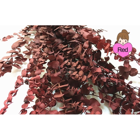 CalCastle Craft California Grown Natural Dried Preserved Eucalyptus Branches Bundles of Stems and Leaf Large 30" Tall Bulk 1 LB / 8 OZ (Washed Red - 8 oz)